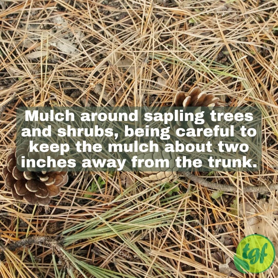 ergonomicgarden's tweet photo. #RT @gardenerfriends: Mulch around sapling trees and shrubs, being careful to keep the mulch about two inches away from the trunk.
#gardening #thegardenersfriends #gardenlife #shrubs #planting #trees #saplingtrees #winter #wintersoil #mulch #mulching
… https://t.co/g2M4lAw7Tt