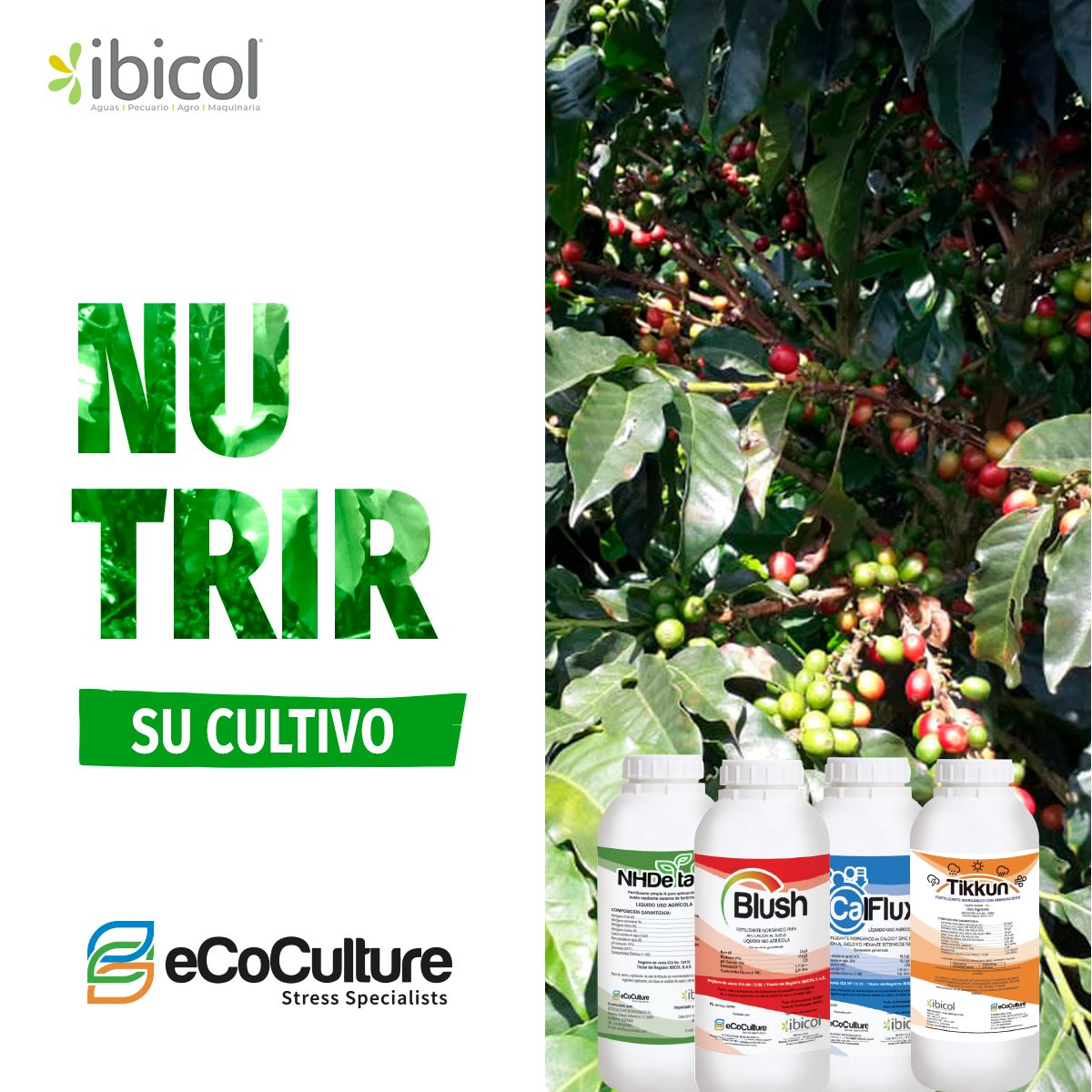 insumosibicol's tweet photo. Para una Agricultura ambientalmente sostenible y productiva.
Prepare el terreno con Tenzel y Fertidiat.
Preguntenos por la asesoría técnica para su cultivo.
Escríbanos para más información al Wsap Business 310 2099367
#Ibicol #CalFlux #puntanegra #floración #vidaparaelsuelo https://t.co/0gWUGhROPb