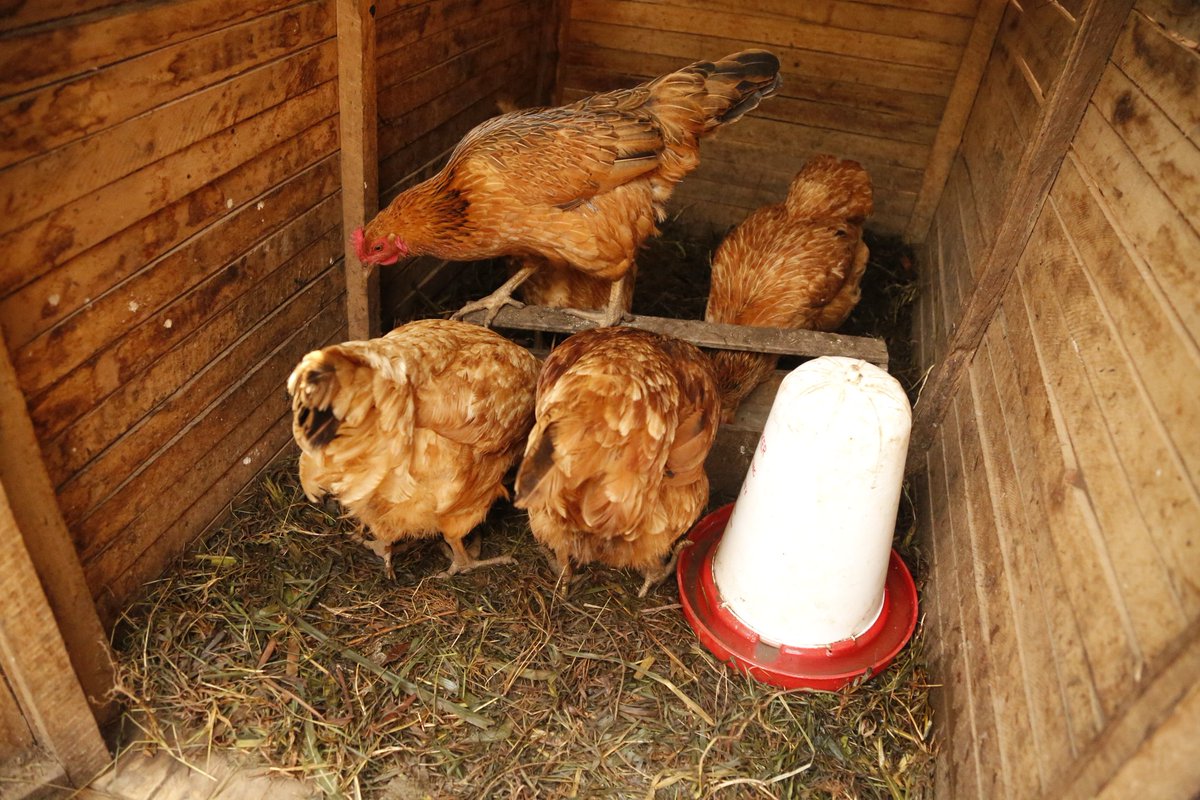 MINAGRI/RAB SPIU WorldBank & KOICA funded projects tweet media