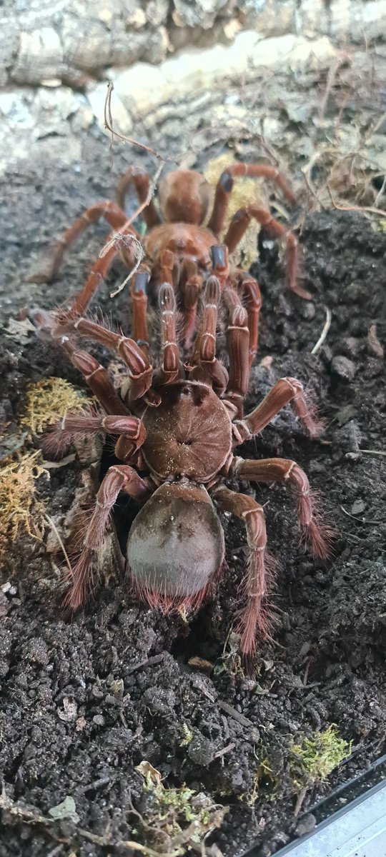 Arachneed_'s tweet photo. Theraphosa stirmi 1.1 https://t.co/Vukfmt5QPg