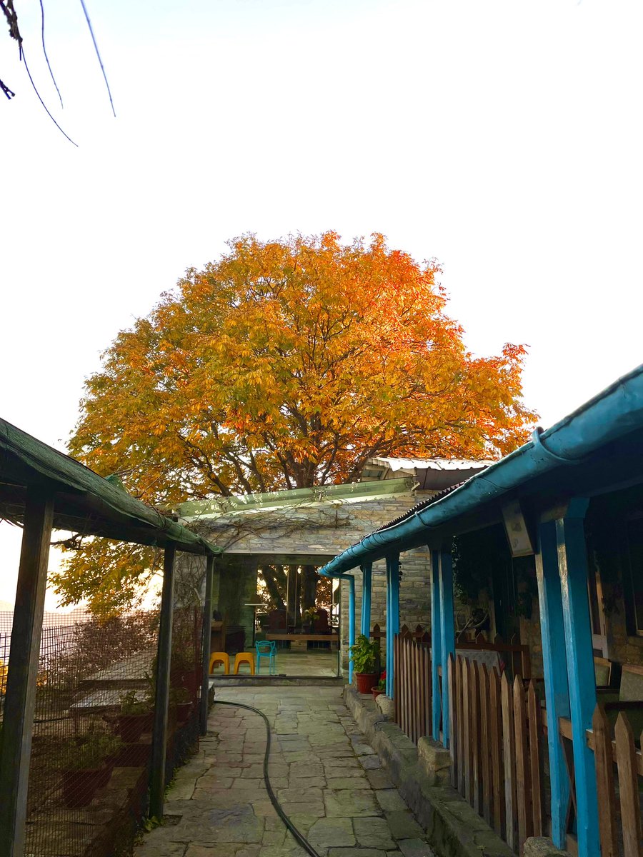 SilentTrail's tweet photo. Autumn shows us how beautiful it is to let things go.

#autumncolors🍁 #fallwinter #winteriscoming❄️ #cozyfallvibes #autumndays #autumnobsessed #autumndays #autumnleaves #autumnmood #autumncolors #crispautumnair #crispdaysandclearskies #wintercomingsoon #silenttrail https://t.co/lCVNleaX8B