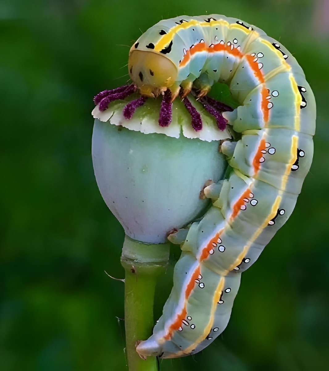 Just a caterpillar feasting on a poppy. From u/Gainsborough-Smythe on /r/mostbeautiful