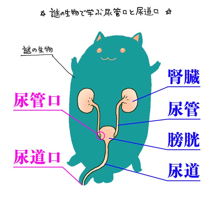 本当にどうでもいいことですが、「尿管口」とは「腎臓から膀胱に伸びている尿管が、膀胱の内部に口を開いたところ」のことで、「尿道口」とは別のとこです。 