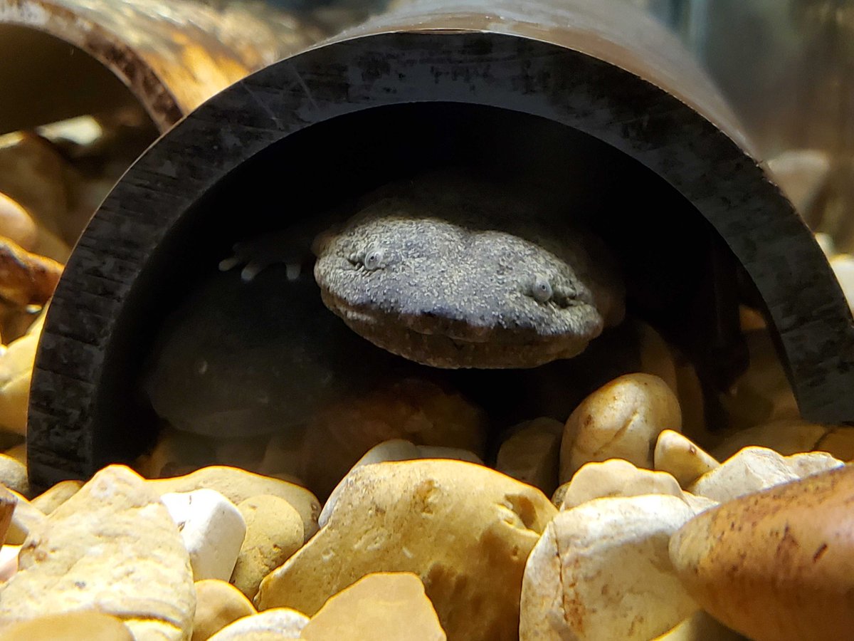 Please RT! We are recruiting an MSc student to work on Hellbender gut microbiomes. We will partner with <a href="/NashvilleZoo/">Nashville Zoo</a> in a breeding and reintroduction program for vulnerable Hellbenders. Come join a great group of individuals! <a href="/hyphaltip/">Jason Stajich</a> <a href="/FungalRain/">Lluvia Vargas</a> <a href="/kerrymcphail1/">Kerry McPhail</a> <a href="/SpataforaJoey/">Joey Spatafora</a>