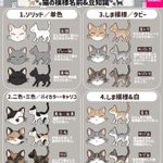 どの模様もすごく可愛い!猫の模様の名前&猫の豆知識のとっても分かりやすいまとめ!