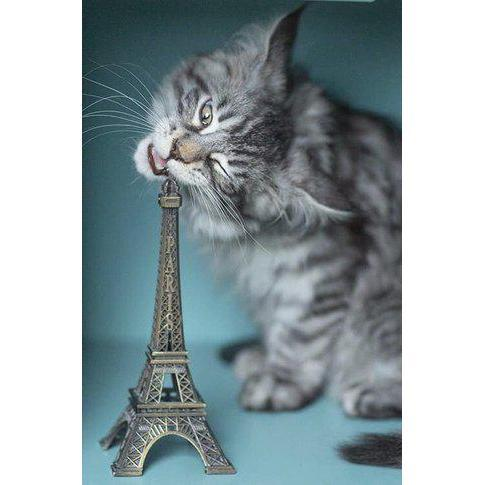 CarlodeBlasio1's tweet photo. Affilamento canini. #FrenchBite https://t.co/jaNIY8iKL9