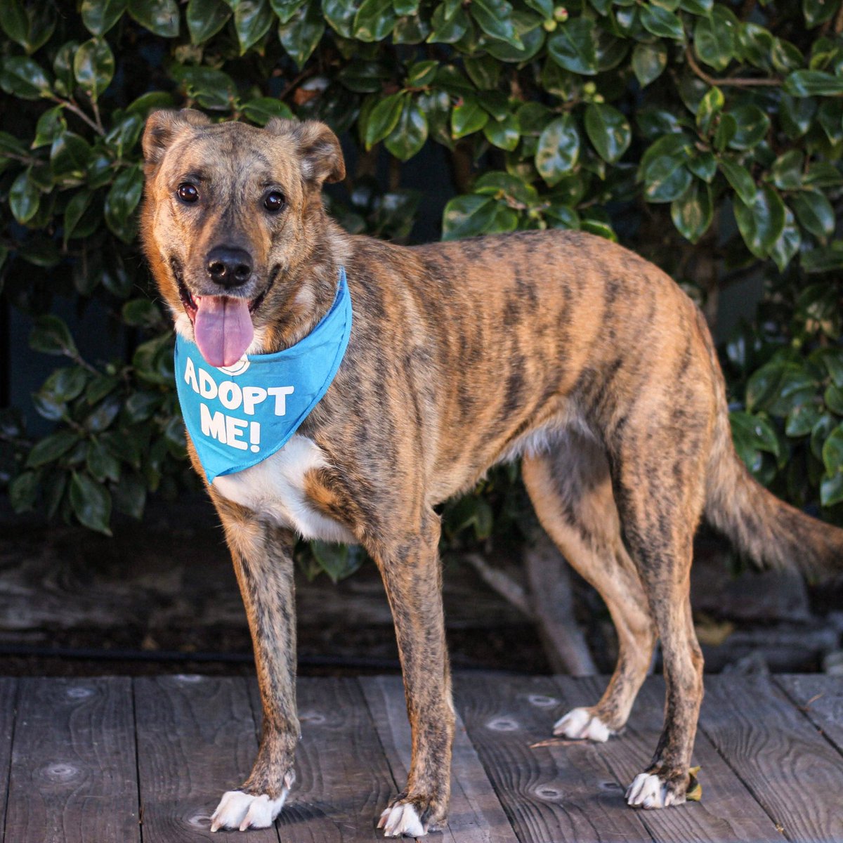 peace_rescue's tweet photo. ADOPT (Foster Needed): Vin
Large Mixed Breed | Female | 5 y/o | 65 lbs
https://t.co/SFVtzlAHqD
Vin is a very sweet and very active girl! Vin loves meeting new people and gets along great with many other dogs!
#allgooddogs
#fosteringsaveslives
#adoptdontshop https://t.co/DKf4EYCsrD