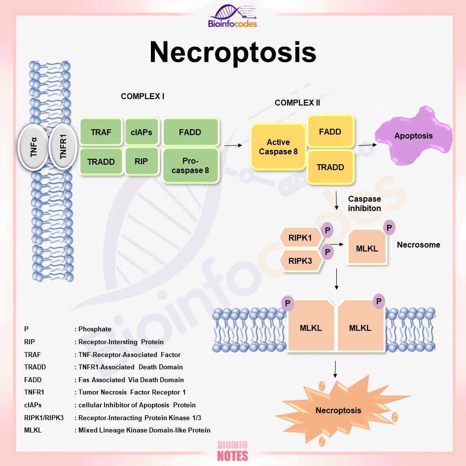 bioinfocodes's tweet photo. New #bioinfonotes about Necroptosis has been published !
#science #biology #complex #TNFR1 #phosphate #necroptosis #apoptosis #necrosome #bacterial #infection #immunological #cellular #RIP1 #RIP3 #MLKL #kinases #inactive #membrane #carcionogenesis #biologynotes https://t.co/Xt0HatSyeC