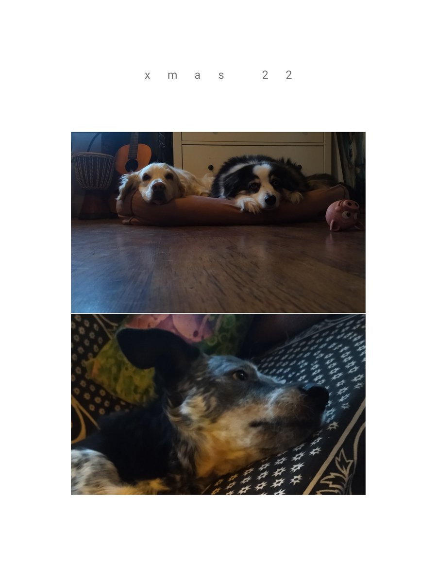 Zafirah, Tiva & Stitch wish you all peaceful holidays. And as Ricky Gervais would've put it: Be kind to animals.
Golden, Aussie & Blue Heeler (Healer)
#doglife https://t.co/kRSe1Nq1x1