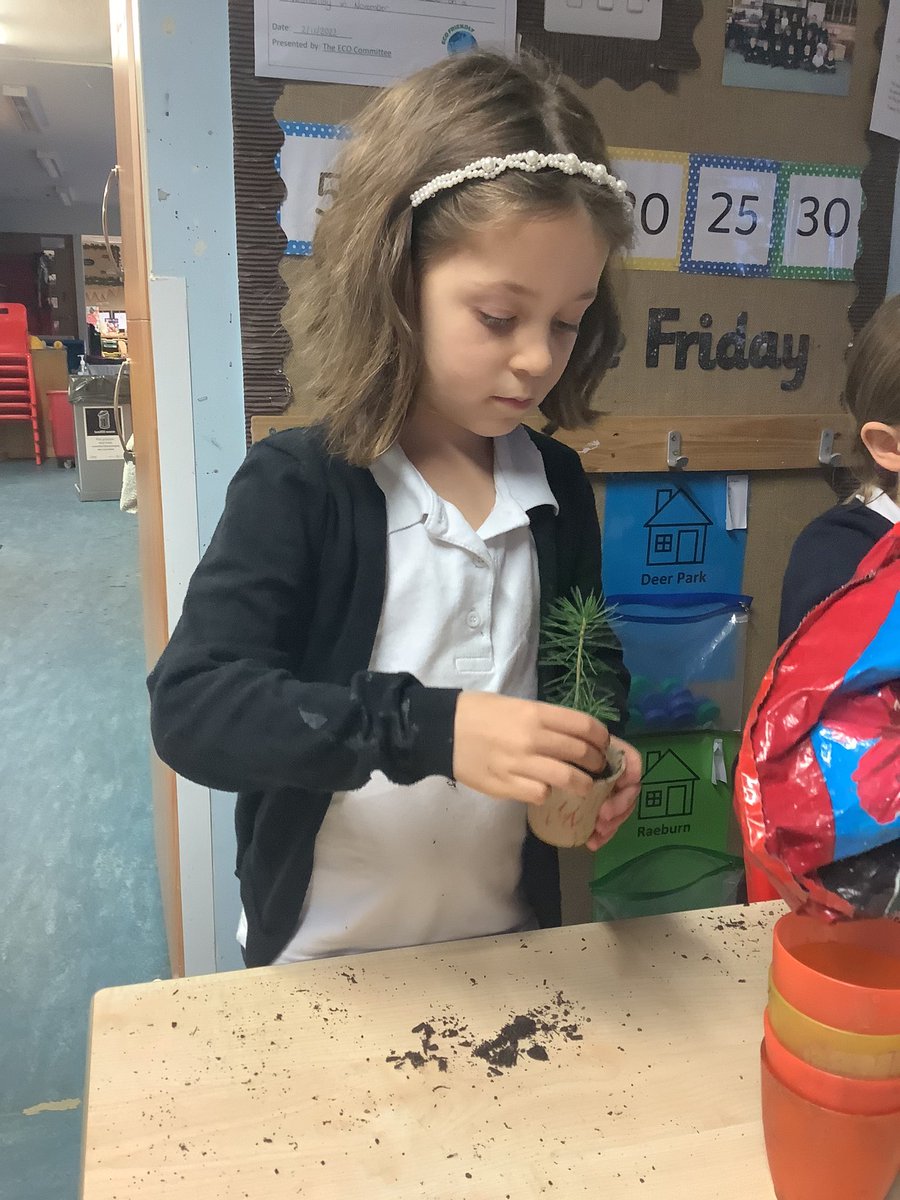 MrsMacaulayCPS's tweet photo. Primary one have enjoyed planting their own Christmas trees 🎄 They look forward to watching hem grow over the years #normandyfir @CarmondeanEco @misspurvisCPS  @carmondean_ps https://t.co/MNwzLjhMvB