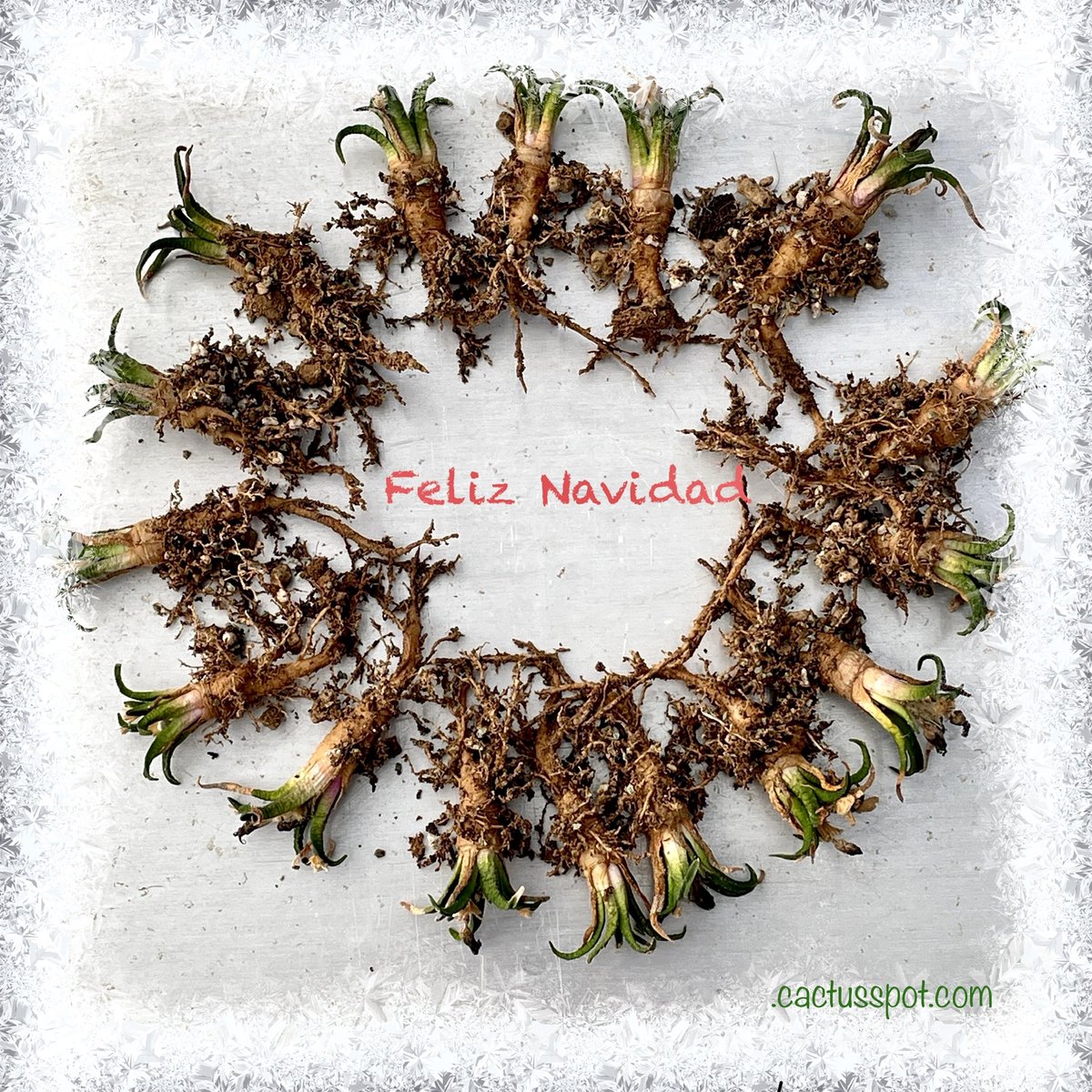 cactusspot's tweet photo. Feliz Navidad 🎄🎄🎄
Merry Christmas 🧑‍🎄🎅🤶
@cactusspot
#ariocarpus #cactusspot_cactus #cactus 
Ariocarpus agavoides https://t.co/z08JsqBnqK