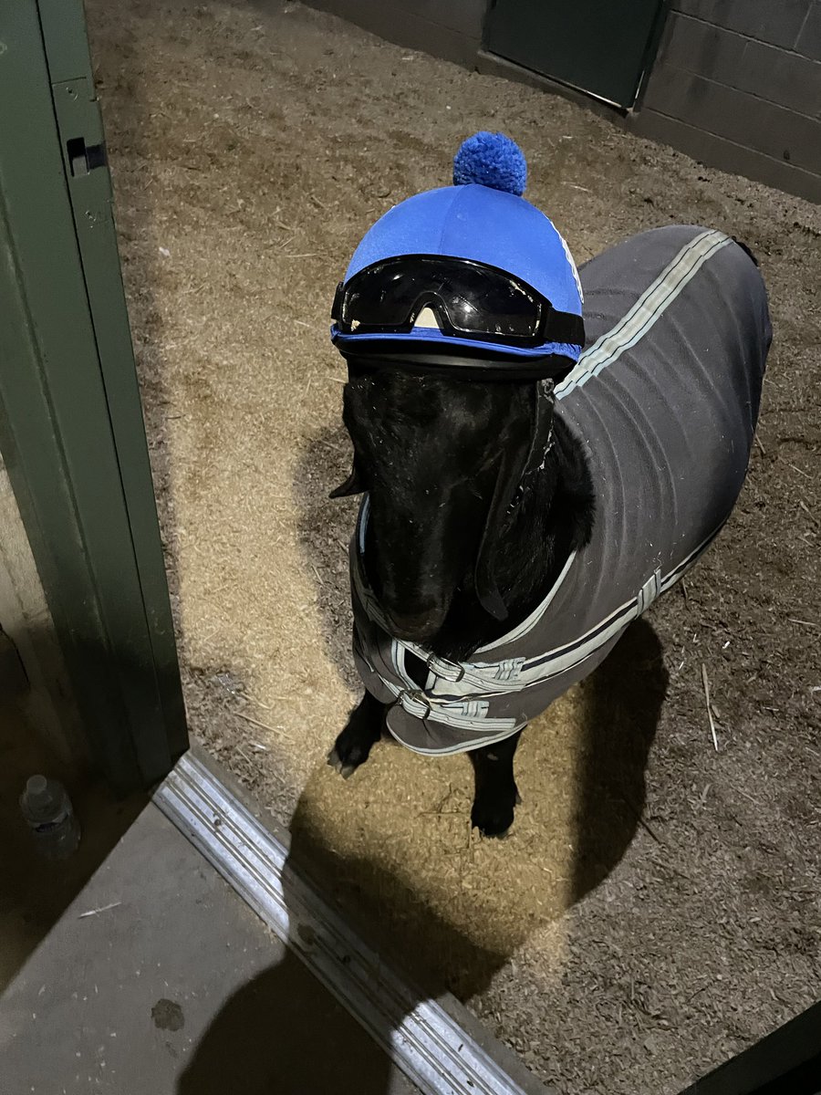 1_misterman's tweet photo. My turn to get on the pony! How do I look? ⁦@OaklawnRacing⁩ #teamcox ⁦@JorgitoAbrego⁩ https://t.co/gEioHd4TbI