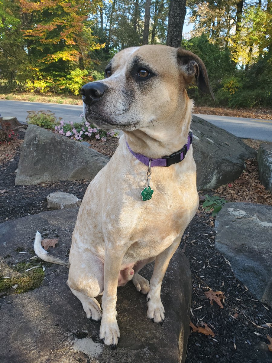 outandaboutnow's tweet photo. 🐶 𝗦𝘁𝗮𝗳𝗳 𝗣𝗲𝘁𝘀 🐱

In keeping with this month's theme, 𝘈 𝘕𝘦𝘸 𝘏𝘰𝘮𝘦 𝘧𝘰𝘳 𝘵𝘩𝘦 𝘏𝘰𝘭𝘪𝘥𝘢𝘺𝘴, we're featuring staff pets

Eli, 6.5 adopted from #hapdelaware
-@ArtsinMedia (Contributing Writer)

#GetOutAndAbout https://t.co/kJuogN66KY