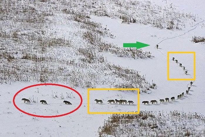 "A wolf pack: The first 3 are the old or sick, they give the pace to the entire pack. If it was the other way round, they would be left behind, losing contact with the pack. In case of an ambush they would be sacrificed.

Photo Credit - Chadden Hunter.

Thread 🧵