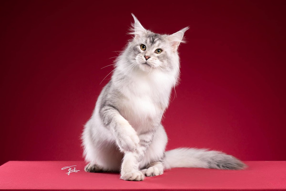 tigercooncat's tweet photo. Good heart Ajvar =======^^=============
Tigercooncat Maine coon cattery
“We hope you have happiest moments with my cat with Tigercooncat “ WCF/CFA registered Maine Coon Cattery in Thailand
Line id : tigercooncat
=====
#Mainecooncat #ฟาร์มแมวเมนคูนแท้ 
#mainecoon #เมนคูน https://t.co/OcdKIZ9Vc5