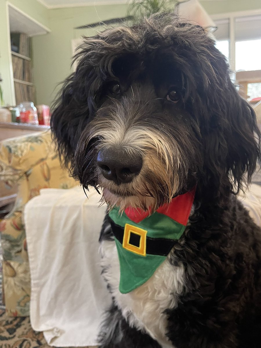 readheadreader's tweet image. Happy Holidays everyone! I just wanted to say “hi” and let y’all know I’m still alive. It has been such a rough couple of months but I’m surviving which is all I can ask for! I hope y’all are all doing well💜