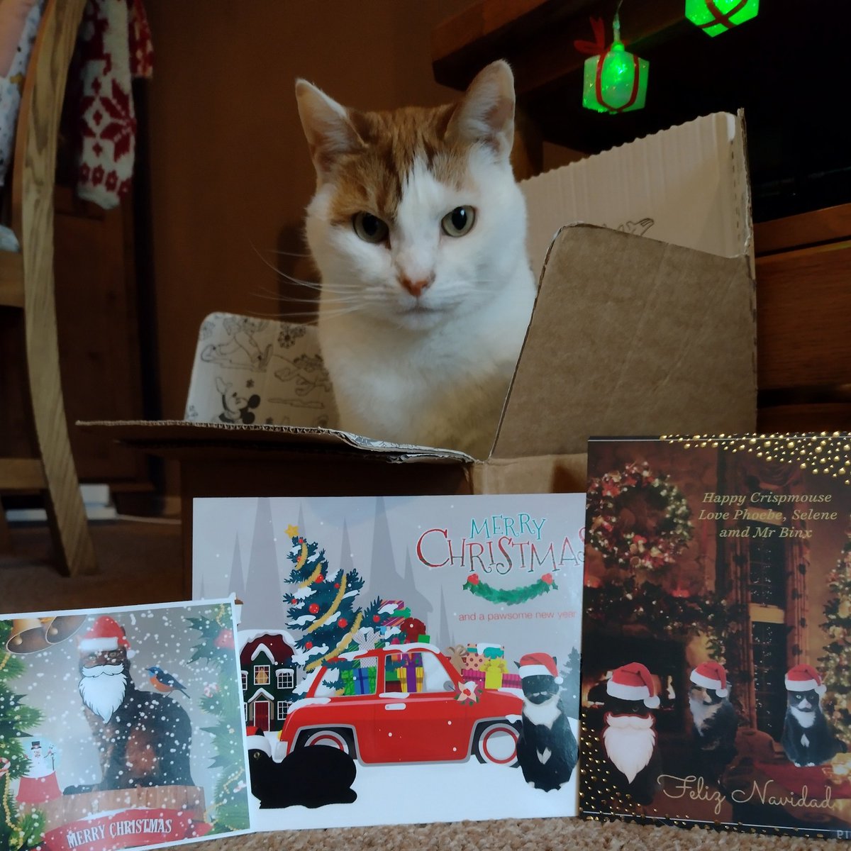 Bestowing my solemn seal of approval on my Christmas cards. Thank you <a href="/PhoebeAndSelene/">Phoebe, Selene and Mr Binx</a>, <a href="/LifeOfSaartje/">Saartje 😺👑❄ 🧶🧺</a> and <a href="/GrootRocket2/">Groot & Rocket tweet...</a>! #ChristmasCards #TheCatsWeTweet
