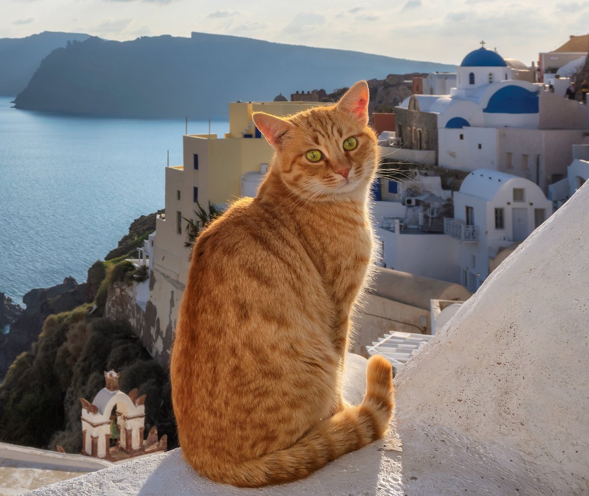 Morris_Animal's tweet photo. What challenges do community cats face and how can we help these vulnerable animals? Tune into the #CommunityCatsPodcast to find out from our very own Dr. Kelly Diehl. Stream the latest episode on your platform of choice or their website: https://t.co/M8CAZ3bN1I https://t.co/GFCFrbZvYn