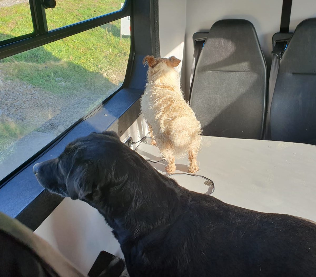 RSK Habitat Management (@rsk_habitat) on Twitter photo We found these two cheeky chappies lost on site this morning ๐๐ถBoth were happy chilling out in the welfare van for a bit. Now they're on their way home with their relieved owner! ๐ก #petrescue #dogsoftwitter <a href="/eastwestrail/">East West Rail</a> We found these two cheeky chappies lost on site this morning ๐๐ถBoth were happy chilling out in the welfare van for a bit. Now they're on their way home with their relieved owner! ๐ก #petrescue #dogsoftwitter <a href="/eastwestrail/">East West Rail</a>