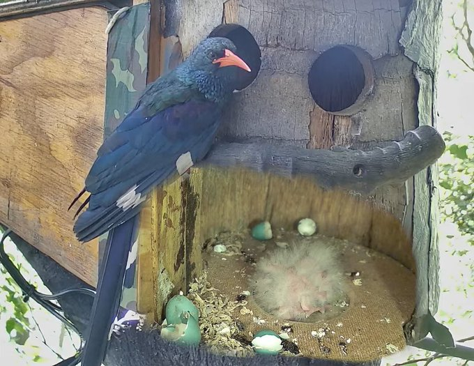 AllenBirdCam's tweet photo. LIVE - The saga of Wanda, Fluff, Lintball, Pompom &amp; Snowflake 
https://t.co/E34FniCqgU
#birds @katemacrae @BBCEarth #BirdsOfTwitter #WildlifeWednesday https://t.co/EA43eDEKmw