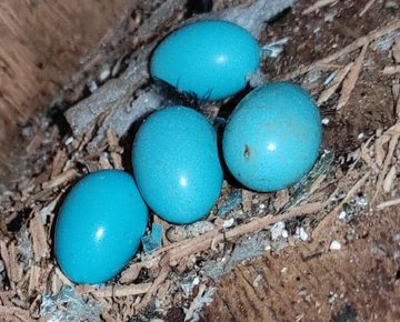 AllenBirdCam's tweet photo. LIVE - The saga of Wanda, Fluff, Lintball, Pompom &amp; Snowflake 
https://t.co/E34FniCqgU
#birds @katemacrae @BBCEarth #BirdsOfTwitter #WildlifeWednesday https://t.co/EA43eDEKmw