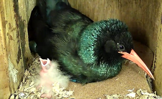 AllenBirdCam's tweet photo. LIVE - The saga of Wanda, Fluff, Lintball, Pompom &amp; Snowflake 
https://t.co/E34FniCqgU
#birds @katemacrae @BBCEarth #BirdsOfTwitter #WildlifeWednesday https://t.co/EA43eDEKmw