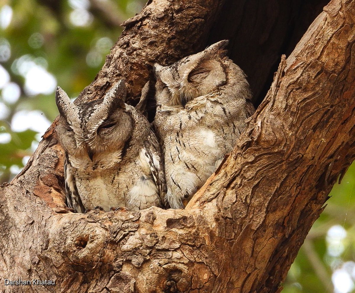 A pair of #IndianScopsOwl #IndiAves #aves #BBCWildlifePOTD #bird #birding #birds #birdslover #BirdsPhotography #BirdsSeenIn2022 #BirdTwitter #CentralIndia #wildlifephotography #wildlife #wildearth #TwitterNaturePhotography #Tadoba #Photohour #owls #NaturePhotography #Nature