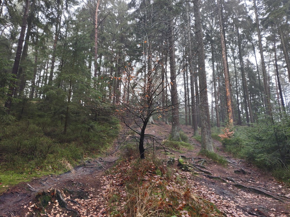 mickoester's tweet photo. Schöne Geocaching Wanderung. Den freien Tag gut genutzt... Für Norddeutschland ganz schön viel hoch und runter. Hat aber Spaß gemacht. Neben den einen Haupt-Multi sind noch 6 andere Caches gefunden wurden. 😊

#geocaching #Wanderung https://t.co/Gw4gD1gUeM