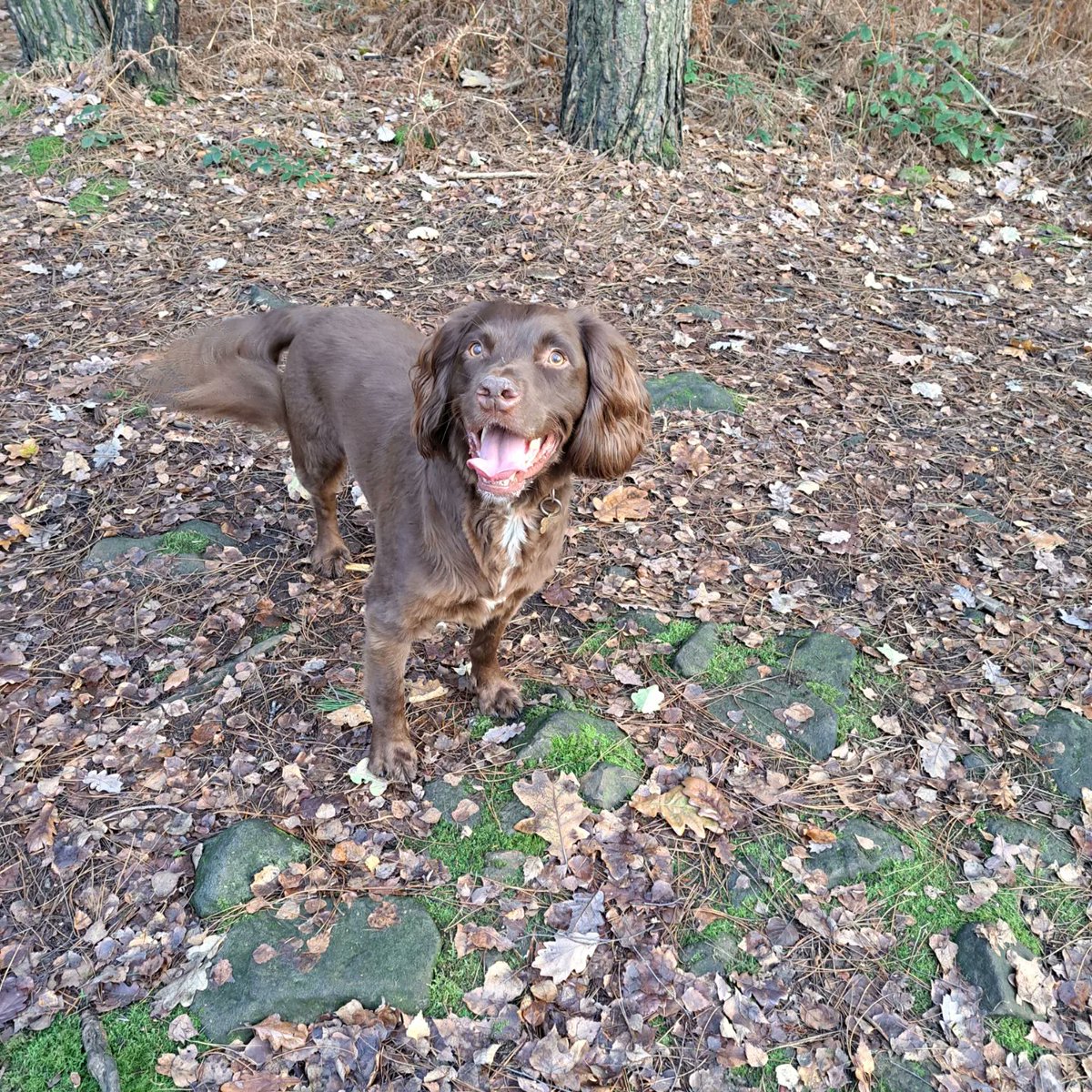 Oscar_Spaniel tweet picture