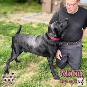 Are you a person who enjoys to watch a dog flourish? Then Moby is the right dog for you! 

He is a Retriever Mix and weighs about 55-pounds. He needs someone to give him confidence through structure!

bit.ly/3h7Octy 

#DogsbyDebin #AnimalRescue #DogLovers #Dogs