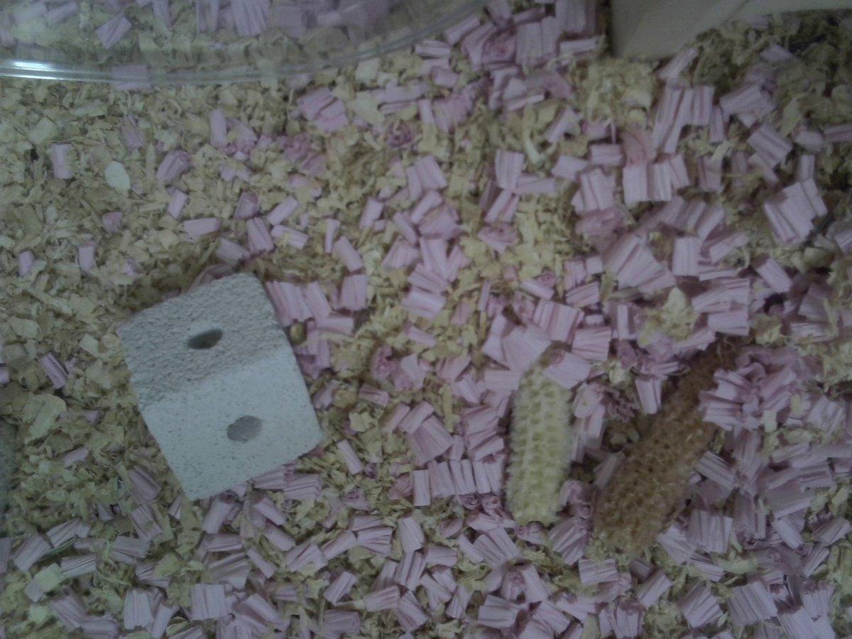 ham_watch tweet picture