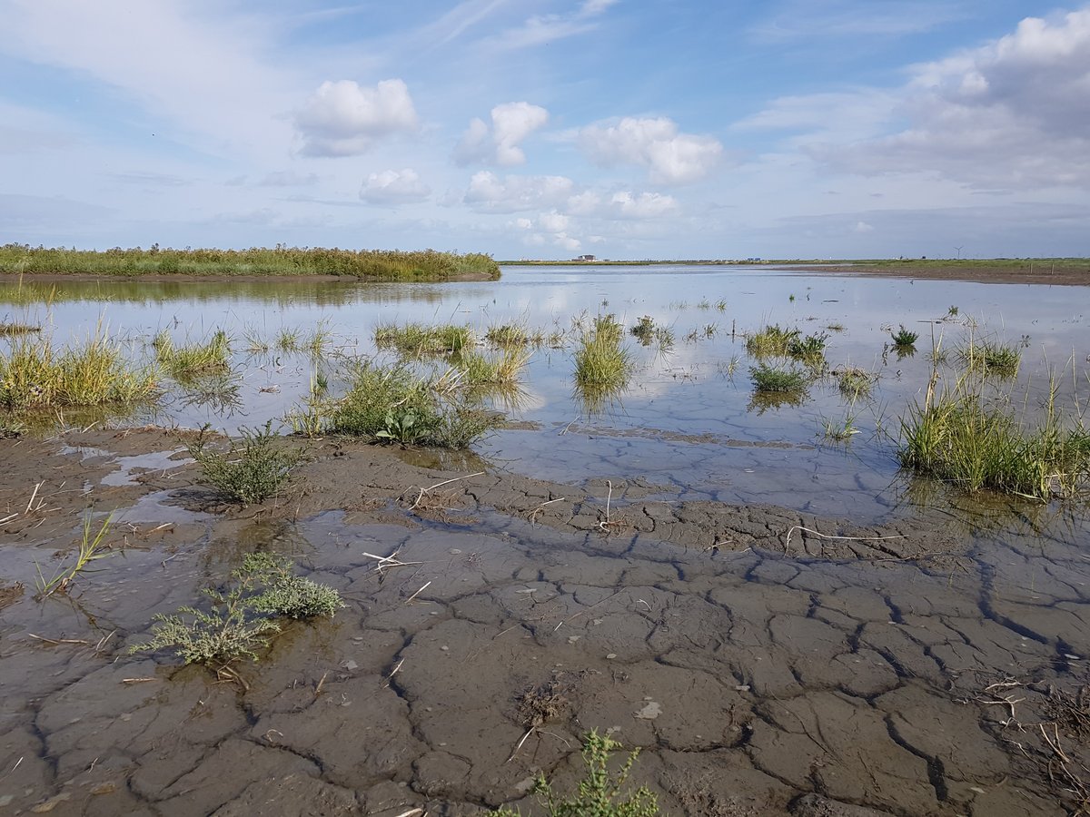 Gute Küste Niedersachsen (@gutekueste) on Twitter photo New #Publication by Paul et al. on the behaviour of #saltmarsh vegetation under #climatechange --> biomechanical traits are insensitive
#sea4soCiety <a href="/LuFI_LUH/">Ludwig-Franzius-Institute, Hannover</a>
nature.com/articles/s4159… New #Publication by Paul et al. on the behaviour of #saltmarsh vegetation under #climatechange --> biomechanical traits are insensitive
#sea4soCiety <a href="/LuFI_LUH/">Ludwig-Franzius-Institute, Hannover</a>
nature.com/articles/s4159…