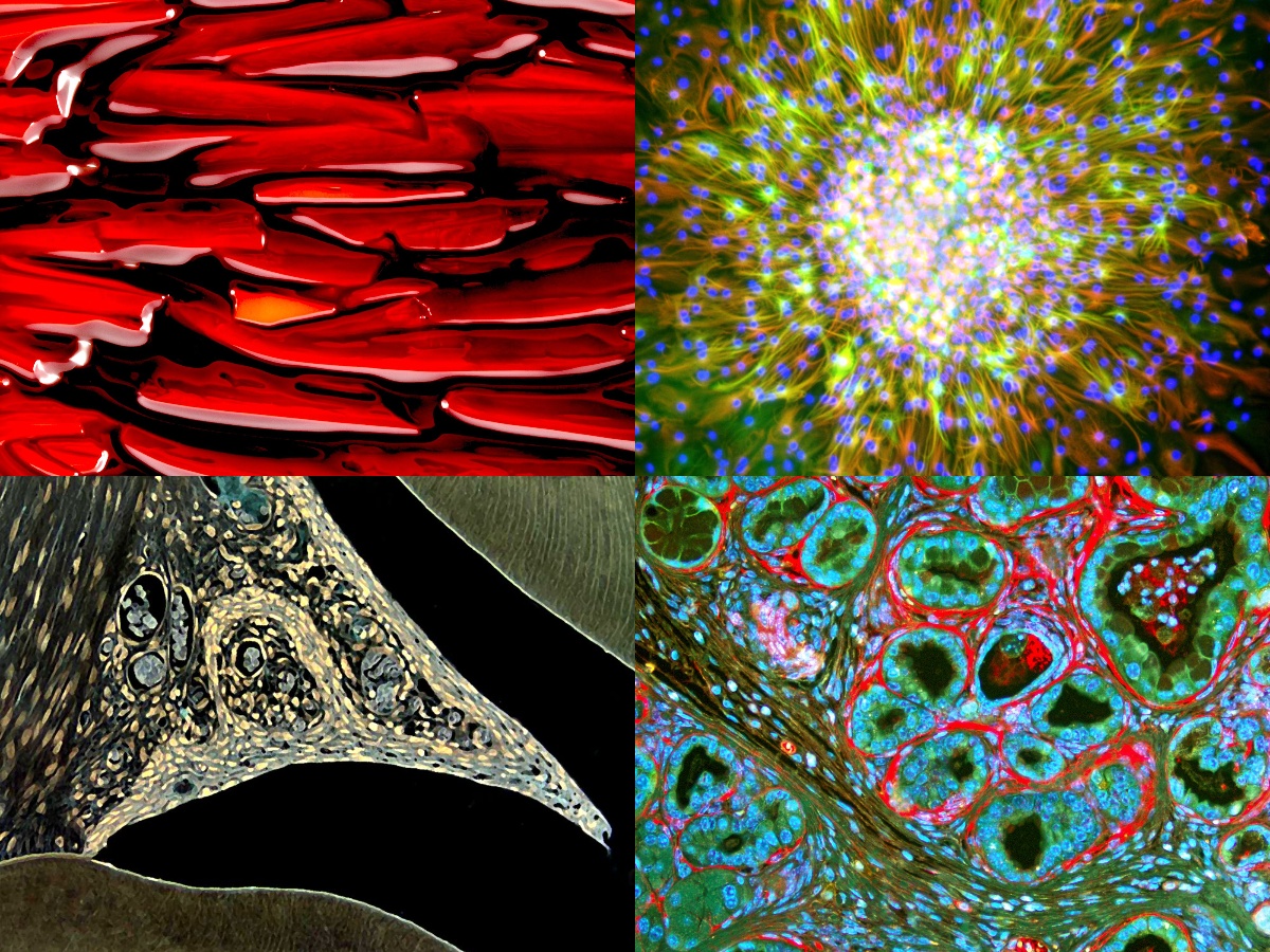 🦷A huge thank you <a href="/MIDentalAssoc/">Michigan Dental Association</a> for including BioArtography as a feature story in the December 2022 Journal! “The Art in Science: The University of Michigan’s BioArtography Project” is now online: michigandental.org/wp-content/upl…
#dental #bioart #sciart #supportscience #microscopy #stem