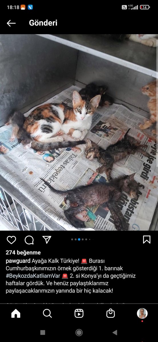 #beykozdakatliamvar
Allah belanizı versin