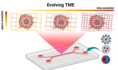 Capturing the spatial and temporal dynamics of #tumor stroma for on-chip optimization of microenvironmental targeting #nanomedicine

Giorgia Imparato &amp; Paolo Netti et al. <a href="/UninaIT/">Unina Federico II</a>

🔗 bit.ly/3G15MNj