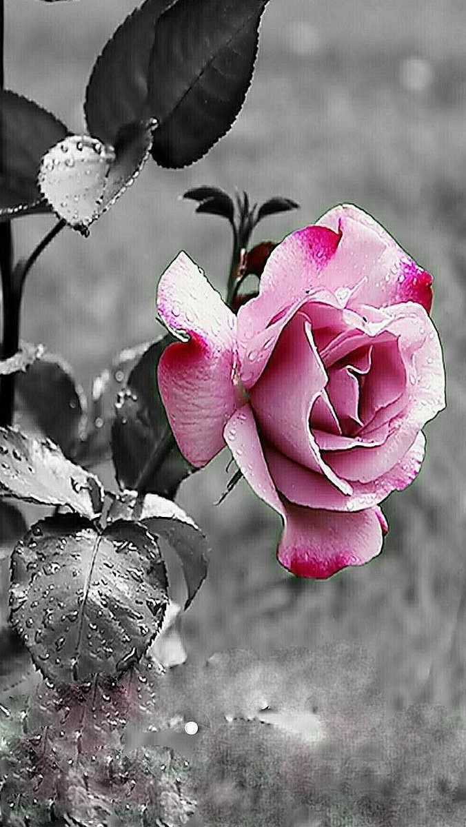 لا شيء في الحياة اروع
من قلب،♥️ يدعو لك دوووووون علمك