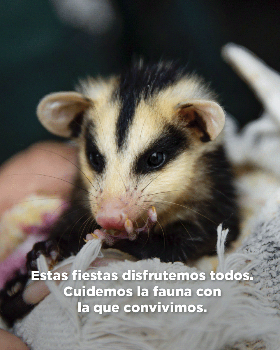 EcoparqueBA tweet media