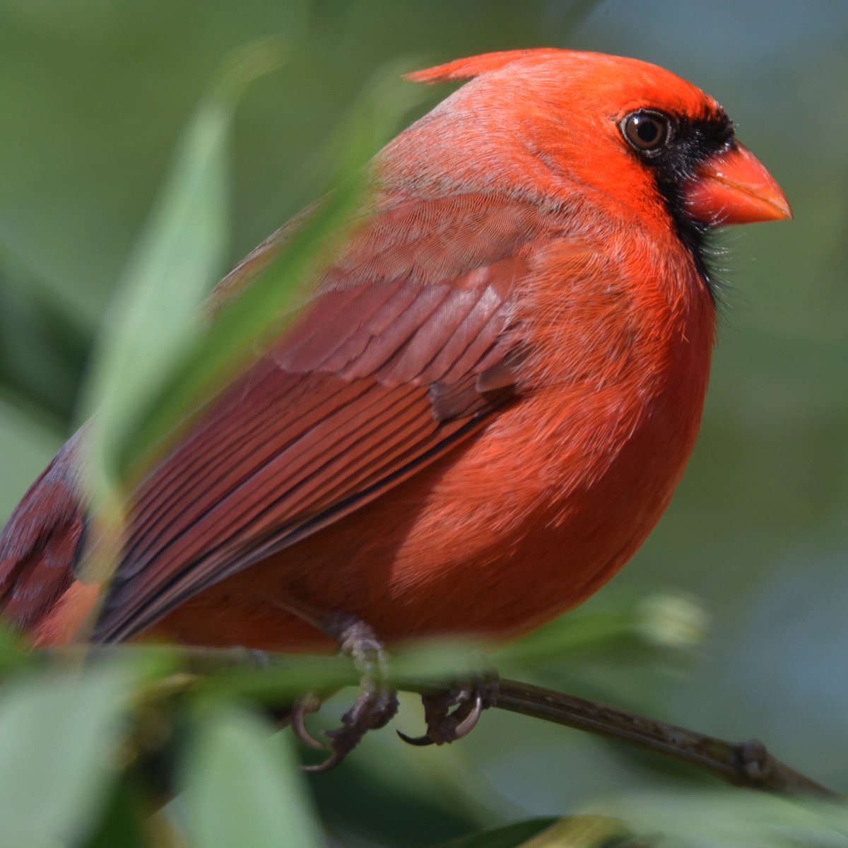 It turns out that Cardinals are the State Bird of North Carolina, Kentucky, Indiana, Illinois, Ohio, Virginia, and West Virginia.  I always thought it was just for North Carolina....BUT NO!!!  ;-)

#cardinaliscardinalis
#northerncardinal
#northerncardinals
#birdphotography
#Birds