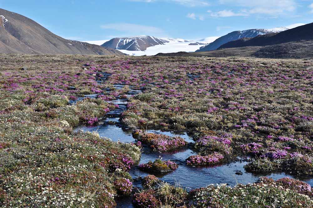 Anne Bjorkman tweet media