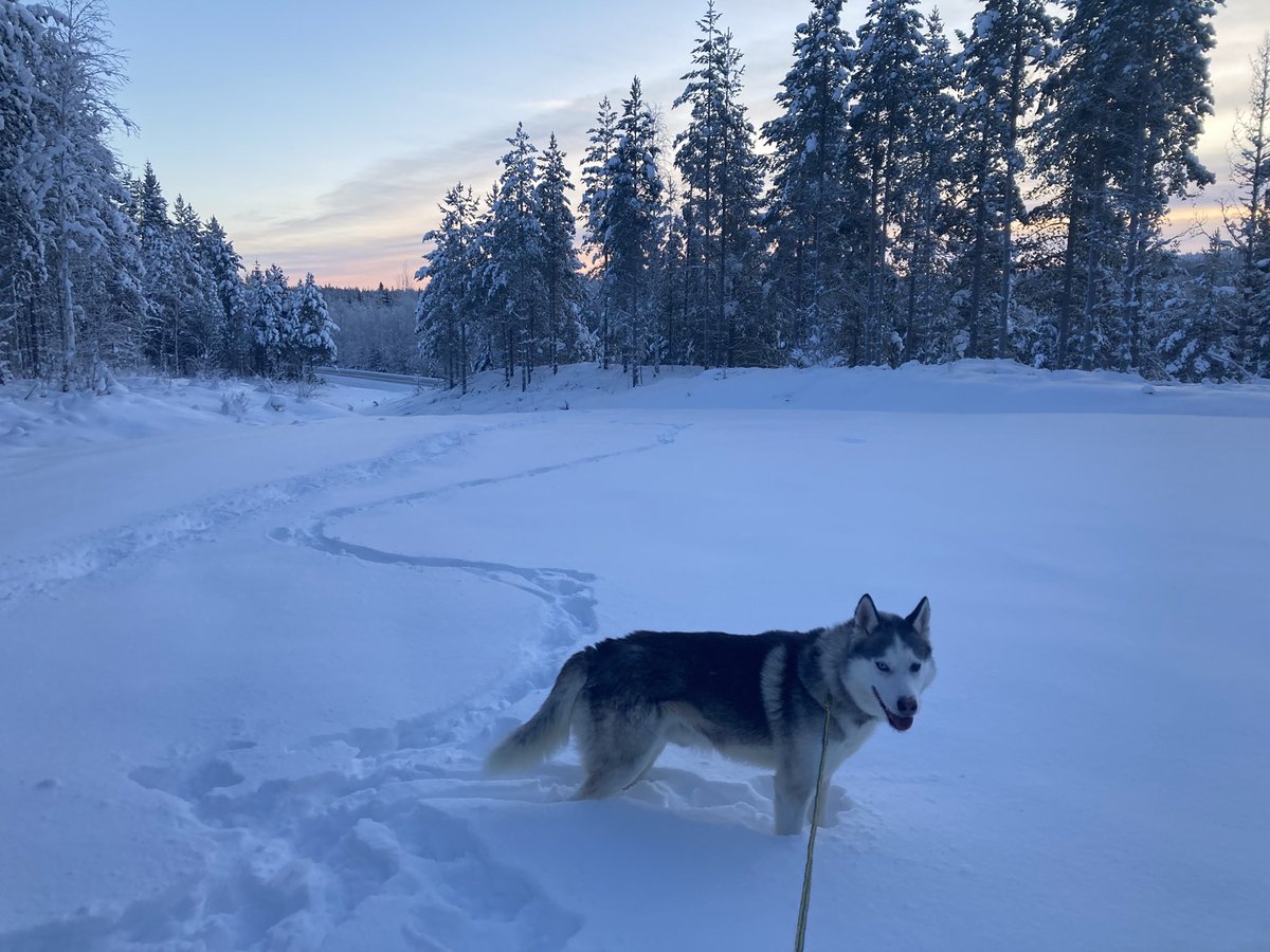Meine Reise nähert sich ihrem Ende. Von Ragna und den Anderen, musste ich mich gestern schon verabschieden. Jetzt noch eine Woche Familienurlaub. :) Ich werde die insgesamt 77 Hunde, die ich kennen lernen durfte, nie vergessen. Insbesondere meinen lieben Ragna nicht. <3