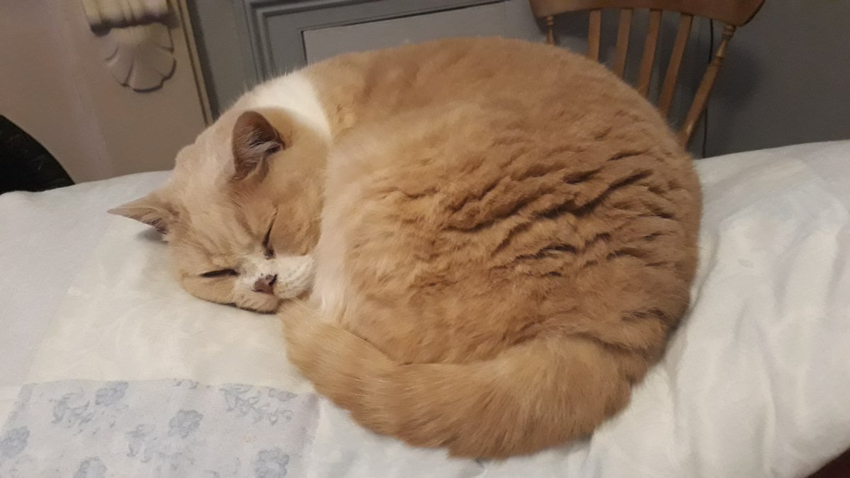 Jas the Cat tweet media