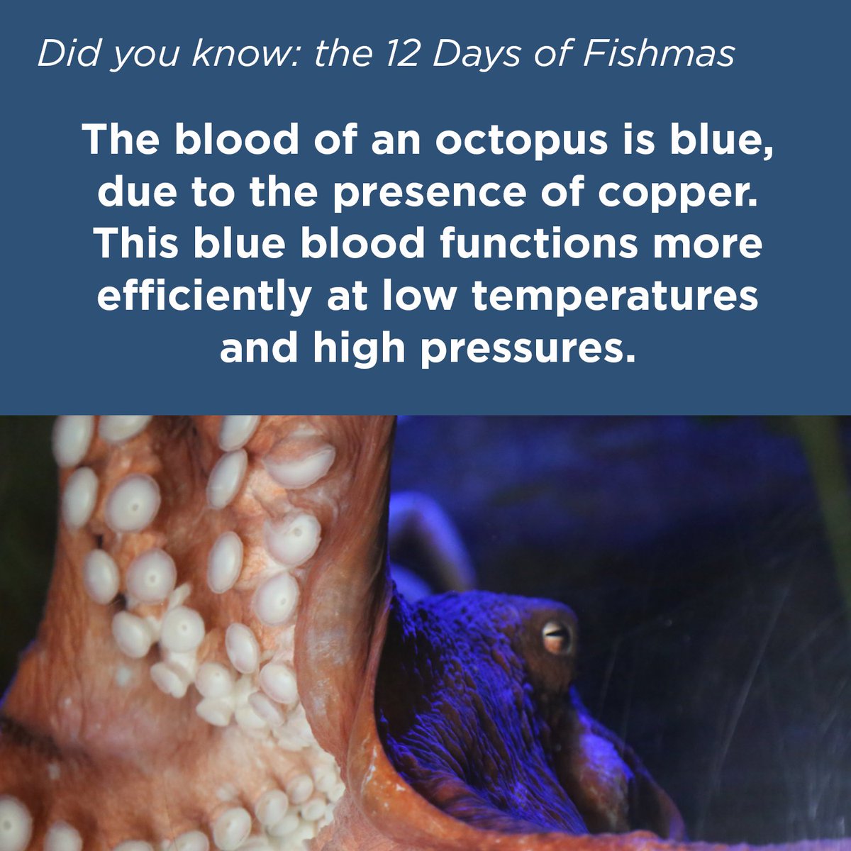 orcoastaquarium's tweet photo. If you're cold, they're fine. They're octopuses. Do not bring them inside. 

#12DaysofFishmas https://t.co/eixT40Orvb