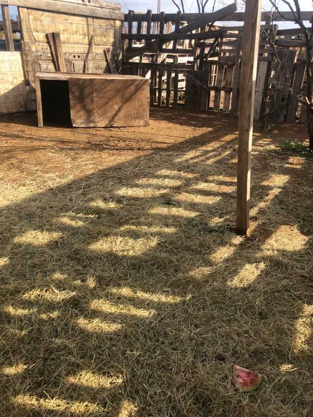 The girls new pen 

#homestead #homeandlovingit

#homesteading #farmlife #farm #farming #rural #countrylife #countryliving #farmer