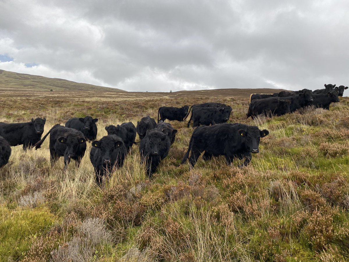 fedwarian's tweet photo. Last bunch down after 264 days grazing the mountain for habitat enhancementπππππ
#GrazingIsAmazing https://t.co/VWG9GB5lmE