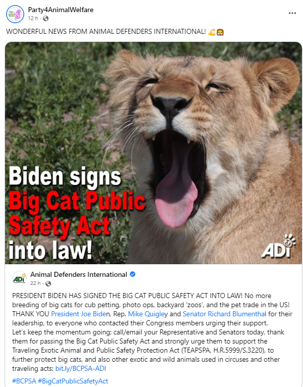 AnimalPartyIE's tweet photo. WONDERFUL NEWS FROM @AnimalDefenders ! 💪🦁 PRESIDENT President Biden @POTUS @JoeBiden HAS SIGNED THE #BigCatPublicSafetyAct INTO LAW! No more breeding of big cats for cub petting, photo ops, backyard ‘zoos’, and the pet trade in the US!
https://t.co/uUjv9R4TCu
#BCPSA https://t.co/7oakfaGzwc