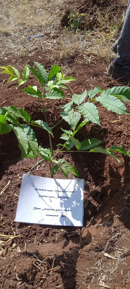 ahathoJAEB's tweet photo. In line with the Country's goal to plant 15B trees, Marsabit County leaders from both the Executive and the Assembly, our counterparts from @kwskenya @KeForestService,and our partners from the non-state actors converged in Karare town, Karare Ward to plant tress🌳1,200 #PandaMiti https://t.co/5Sgf3fpT0o