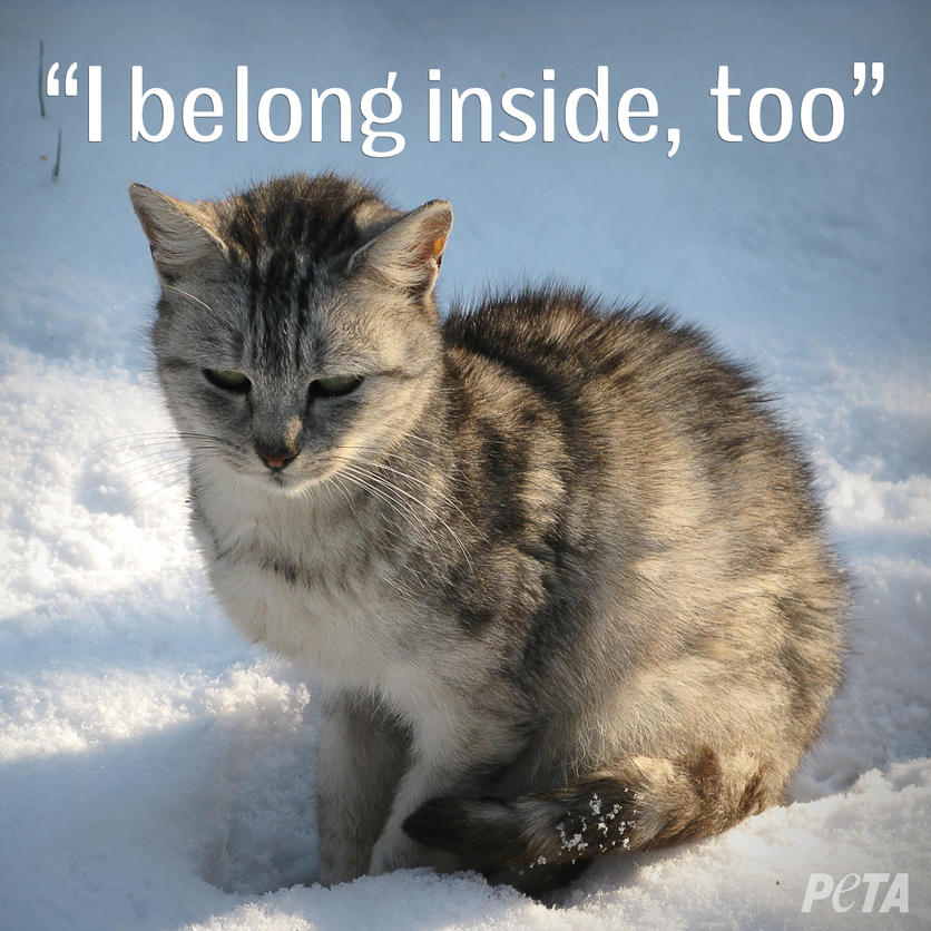 peta's tweet photo. @carlimi Lifesaving tips for keeping animals safe during freezing temperatures: never leave them outside—keep them with you! ❄ More: https://t.co/yy2i5sDaUd #ColdBlue #BlizzardWarning https://t.co/YjKj8NyOAt