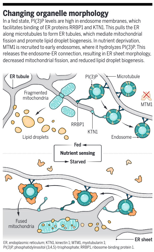 ScienceMagazine's tweet photo. New in Science: The endosome can reengineer endoplasmic reticulum shape in response to changing nutrient levels, which in turn affects the morphology and function of additional organelles.

Learn more ⬇️
📄: https://t.co/sVxm2x3RxV
#SciencePerspective: https://t.co/Aj8vOYakVY https://t.co/tbRcJLm6E1