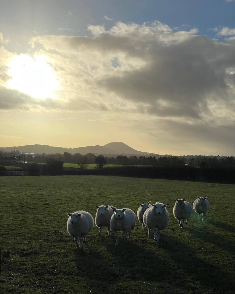 s2martin's tweet photo. Stopped to take a photo of the Wrekin and these sheep came over from the other side of the field to say hello 👋 

#thewrekin #farm #sheep https://t.co/2hz0QKOurY https://t.co/7EOyvd1hIk