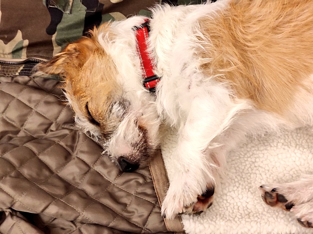 Firesnapper999's tweet photo. Someone has picked up his big brother Benson'sππ habit of commandeering comfy jackets & cardigans!......
Yes Eddie, that's the reason I bought a new winter jacket!? π€¦
#WhatsYoursIsNowMine #EddiePup #DogsLife https://t.co/oBYXXscoxt